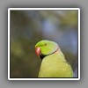 Rose-ringed Parakeet, portrait