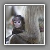 Black-faced Langur with baby