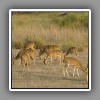 Chital Deers