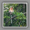 Proboscis Monkey-1