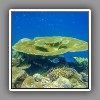 Coral Reef-5