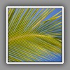 Palm leaf-1