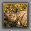 Greater One-horned Rhino-5