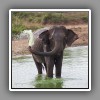Asian Elephant-3