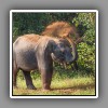Asian Elephant-4
