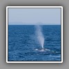 Blue Whale-1