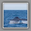 Blue Whale-3
