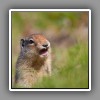 High Rock Range_Columbian Ground Squirrel_( Prairie Dog )-2