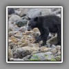 Johnstone Strait_Black Bear_cub