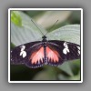 Butterfly-2