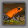 Red and Blue Poison Dart Frog