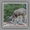 Mule deer-2