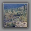 Cacti landscape-2