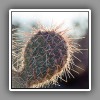Cactus-2