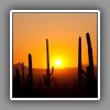 Saguaro cacti in sunset