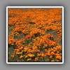 Antelope Valley, California Poppies-2