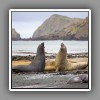Elephant seals, bulls fighting