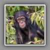 Chimpanzee-3