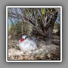 Red-tailed Tropicbird_1