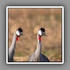 Crowned Crane, close up