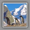 Gentoo Penguins in artic landscape