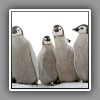 11_Emperor Penguin chicks