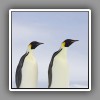 4_Emperor penguins