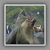 Southern elephant seal, fighting bulls