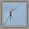 Forked-tailed Flycatcher