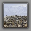 Fur seals and Blue-Eyed Cormorants