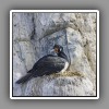 Rock Cormorant on nest