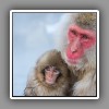 Japanese Macaque ( Snow Monkey ) (4)