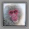 Japanese Macaque ( Snow Monkey ) (6)