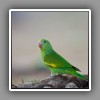 Canary-winged Parakeet