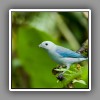 Blue and gray Tanager