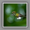 Booted Racket-tail_1