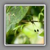 Booted Racket-tail_2