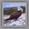 Blue-footed Booby_1