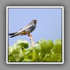 Redfooted falcon, male_3