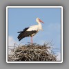 White Stork_4