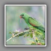 Redwinged Parrot